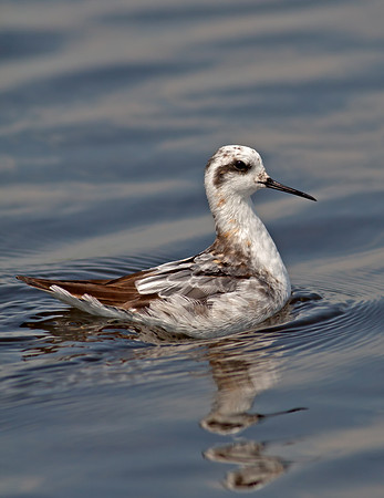 Red-necked Phalarope