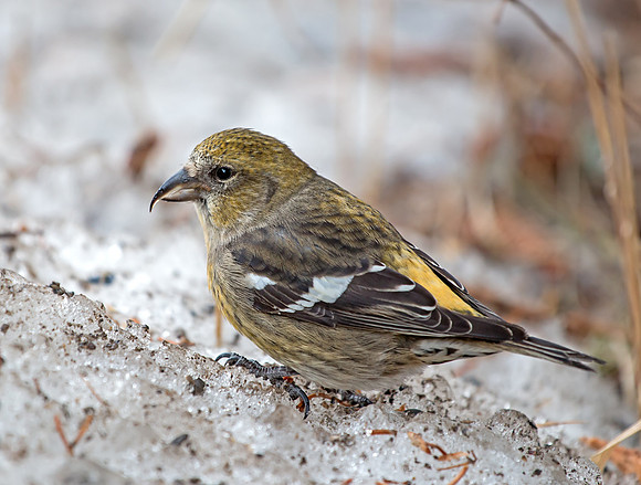 White-winged Crossbill (female)