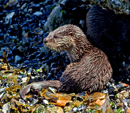 North American River Otter
