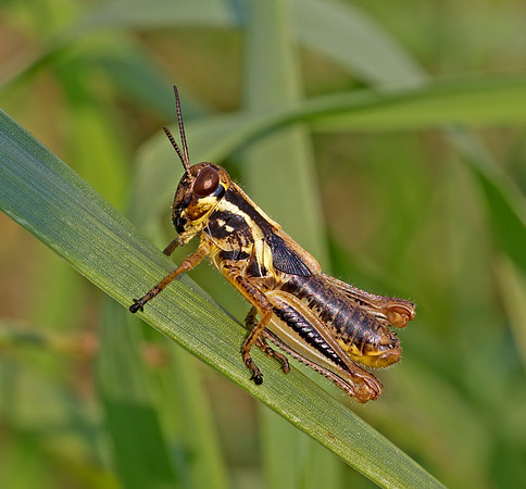 Redlegged Grasshopper - Nymph in Fifth Instar - male