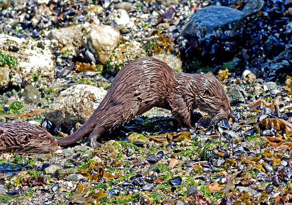North American River Otter