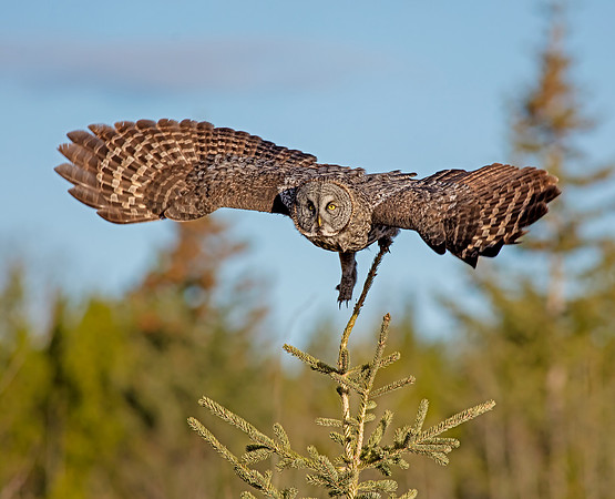 Great Gray Owl