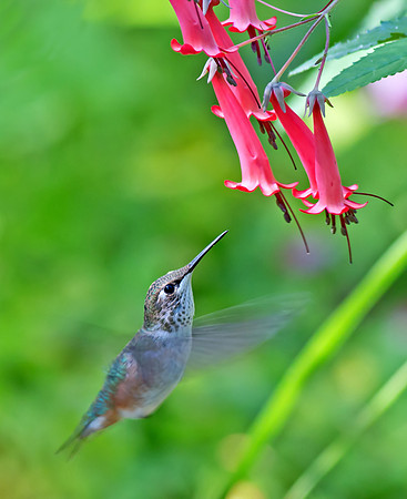 Rufous Hummingbird