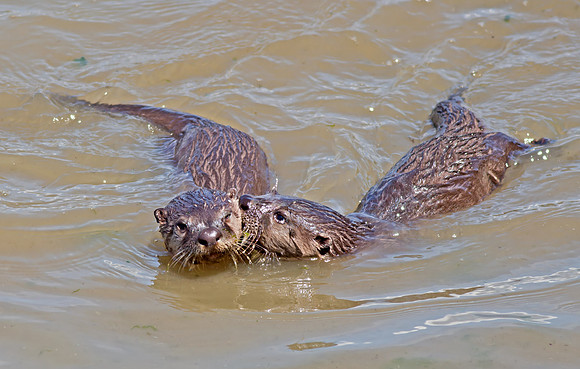 North American River Otter