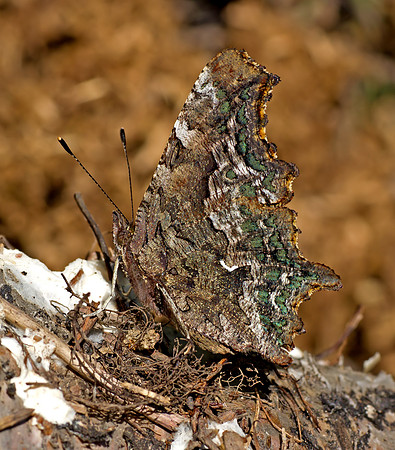 Green Comma