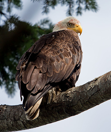 Bald Eagle