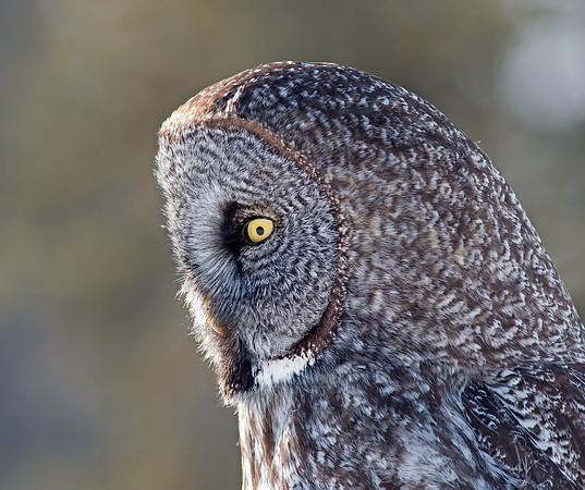 Great Grey Owl