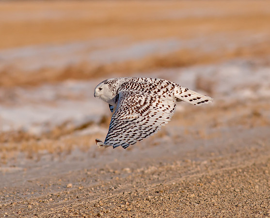 Snowy Owl