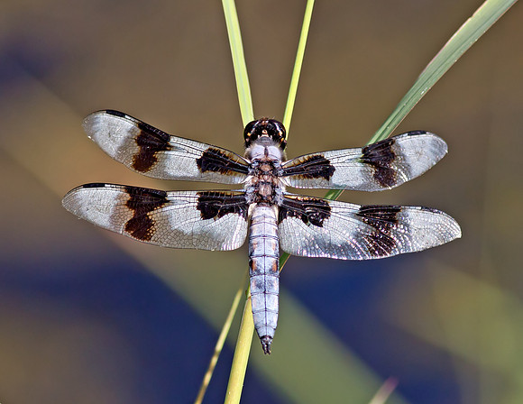 Eight-spotted Skimmer - male