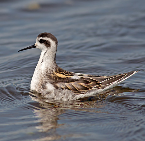 Red-necked Phalarope