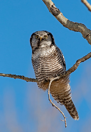 Northern Hawk Owl