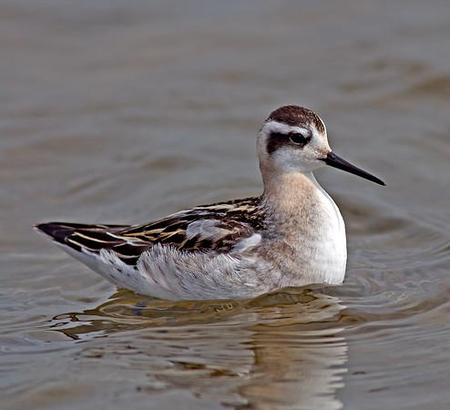 Red-necked Phalarope