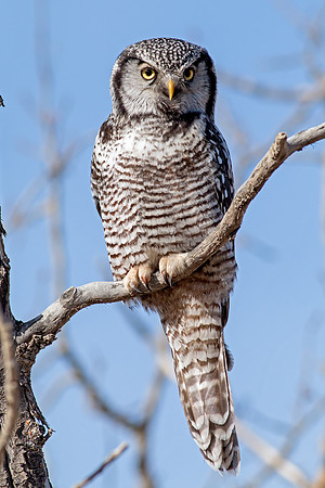 Northern Hawk Owl