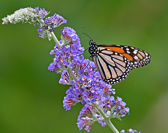 Monarch Butterfly