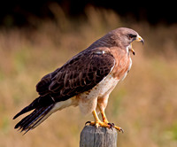 Swainson's Hawk