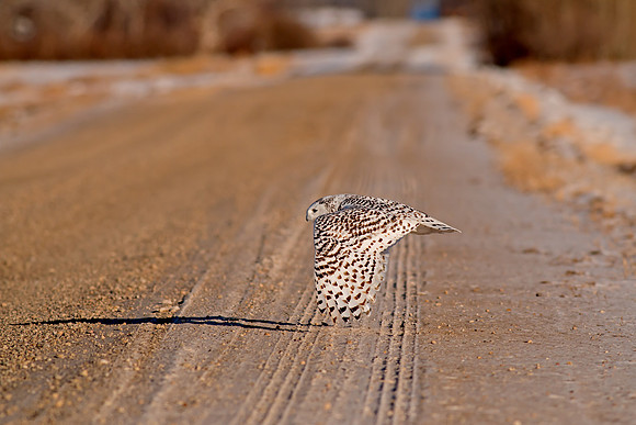Snowy Owl