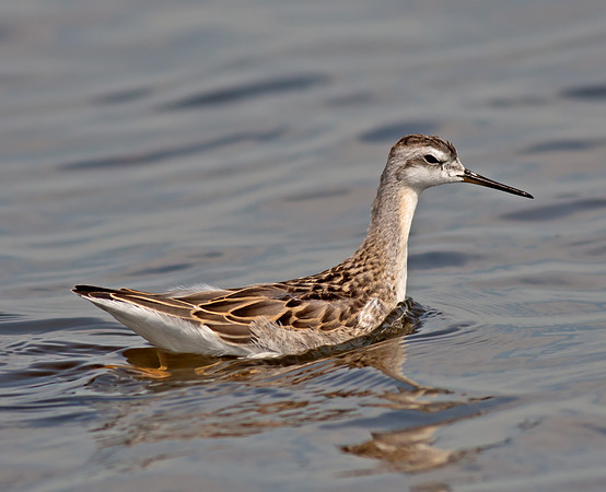 Wilson's Phalarope