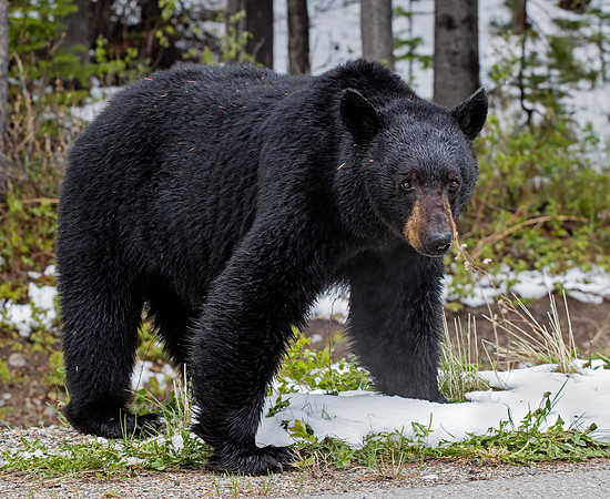 American Black Bear - male