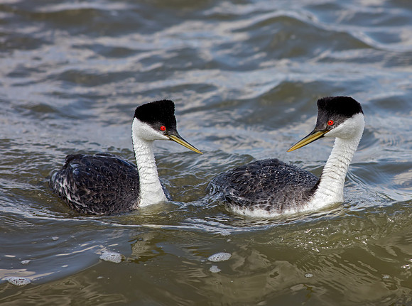 Western Grebes