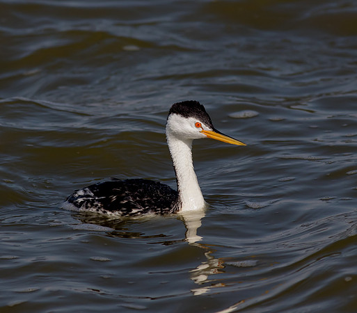 Clark's Grebe