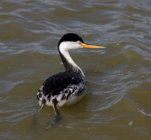 Clark's Grebe