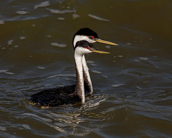 Western Grebes