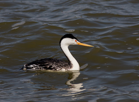 Clark's Grebe