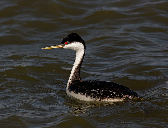 Western Grebe