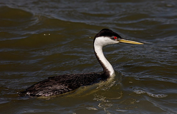 Western Grebe