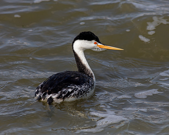 Clark's Grebe