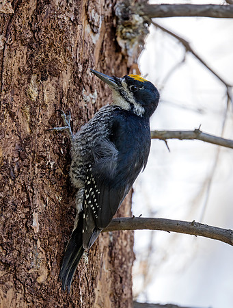 Black-backed Woodpecker - male