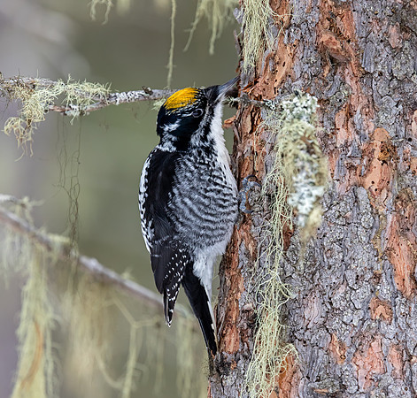 American Three-toed Woodpecker