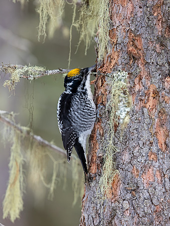 American Three-toed Woodpecker