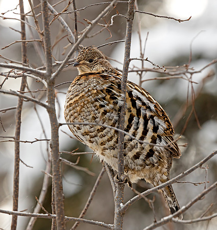 Ruffed Grouse