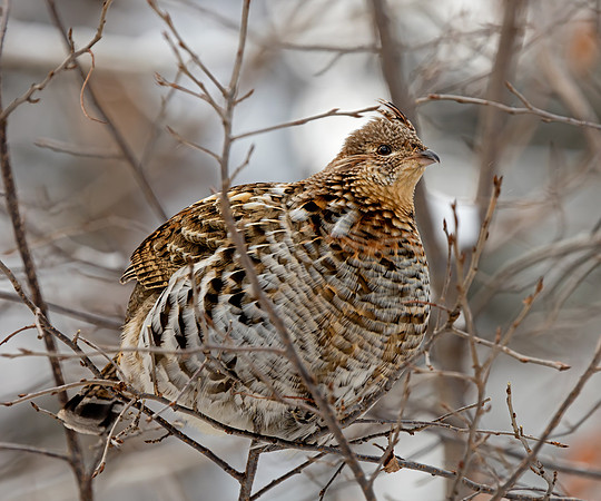 Ruffed Grouse