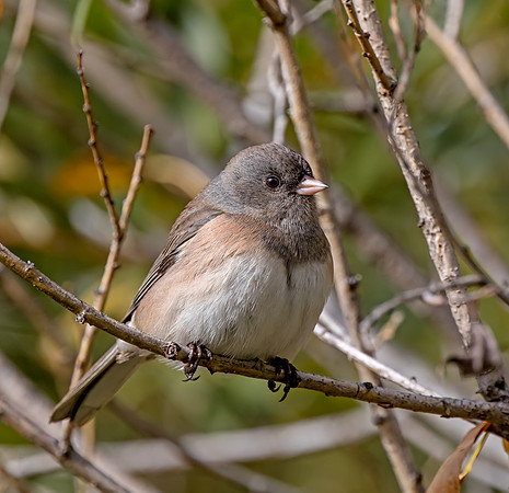 Dark-eyed Junco