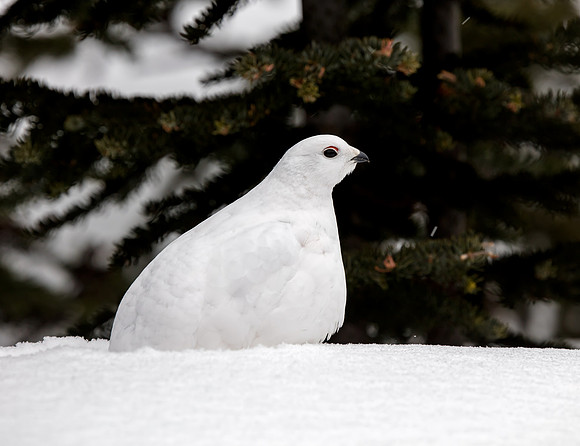 White-tailed Ptarmigan