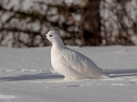 White-tailed Ptarmigan