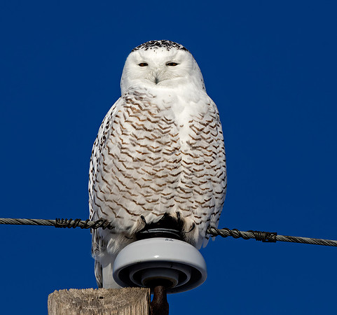 Snowy Owl - immature male