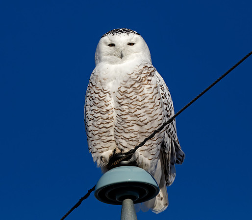 Snowy Owl - immature male