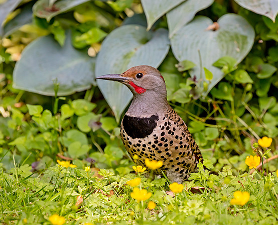 Northern Flicker