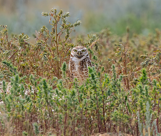 Burrowing Owl in the southern Alberta Prairies