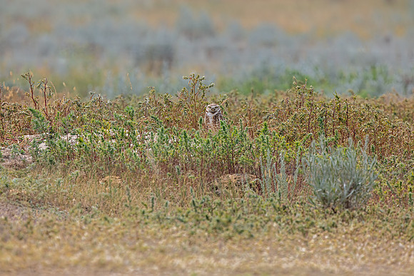 Burrowing Owl in the southern Alberta Prairies