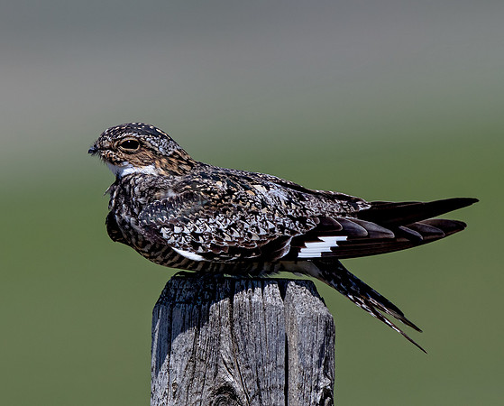 Common Nighthawk