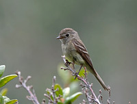 Hammond's Flycatcher