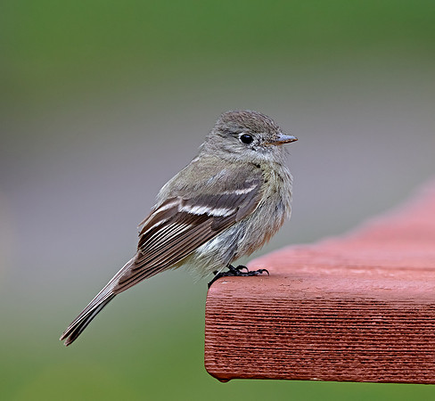 Hammond's Flycatcher
