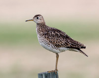 Upland Sandpiper