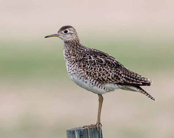 Upland Sandpiper