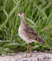 Upland Sandpiper
