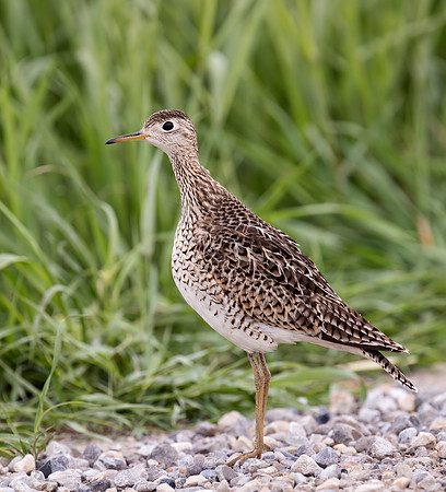 Upland Sandpiper
